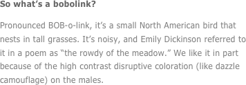 So what’s a bobolink?

Pronounced BOB-o-link, it’s a small North American bird that nests in tall grasses. It’s noisy, and Emily Dickinson referred to it in a poem as “the rowdy of the meadow.” We like it in part because of the high contrast disruptive coloration (like dazzle camouflage) on the males.